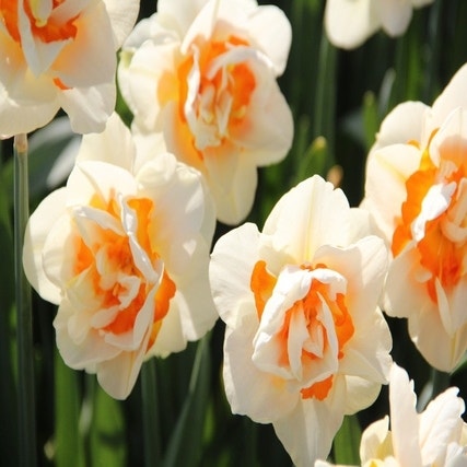 Narcissus 'Flower Parade'
