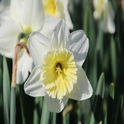 Narcissus 'Ice Follies' (Narcis)