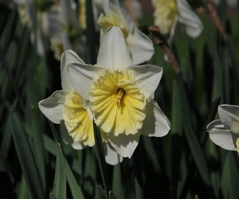 Narzisse (Narcissus 'Ice Follies')