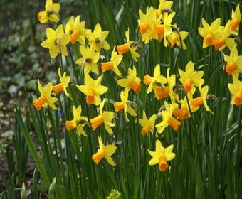 Narzisse (Narcissus 'Jetfire')