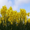 Narzisse (Narcissus 'Kokopellii')