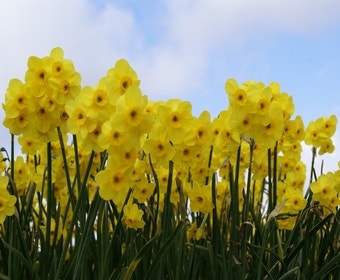 Narzisse (Narcissus 'Kokopellii')