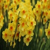 Narzisse (Narcissus 'Martinette')