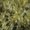 Narzisse (Narcissus 'Moonlight Sensation')