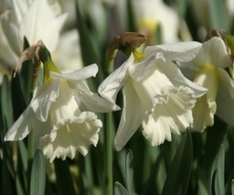 Narzisse (Narcissus 'Mount Hood')