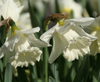 Narzisse (Narcissus 'Mount Hood')