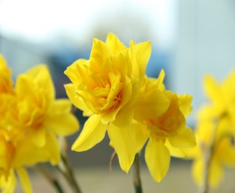 Narzisse (Narcissus x odorus 'Plenus')