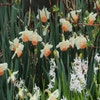 Narzisse (Narcissus 'Pink Charm')