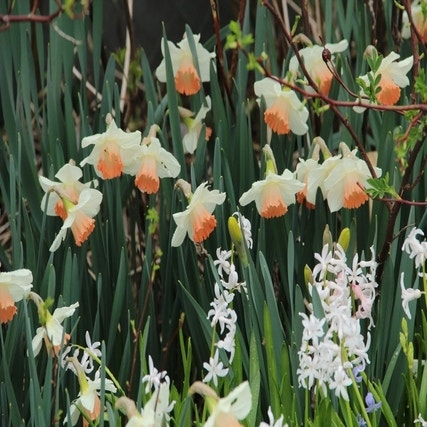 Narcissus 'Pink Charm' (Narcis)