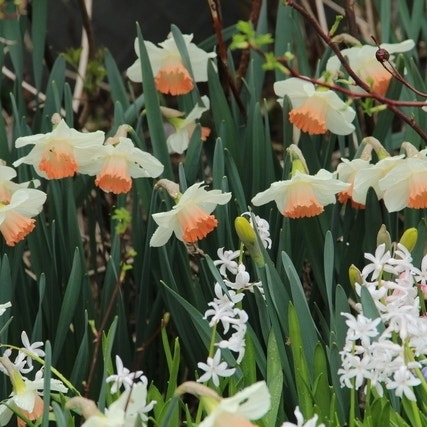 Narcissus 'Pink Charm' (Narcis)