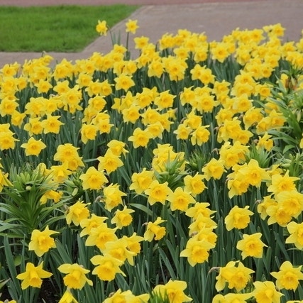 Narcissus 'Rijnvelds Early Sensation' (gele narcis)