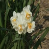 Narzisse (Narcissus 'Sir Winston Churchill')