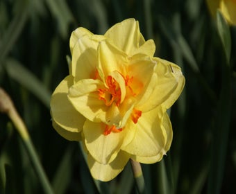 Narzisse (Narcissus 'Tahiti')