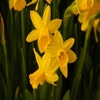 Narzisse (Narcissus 'Tête-a-Tête')