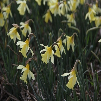 Narcissus 'W.P. Milner'