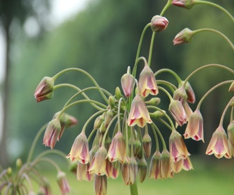 Bulgarische Zwiebel (Nectaroscordum siculum)