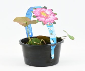 Lotus (Nelumbo 'Red')