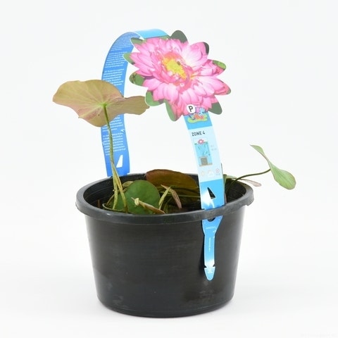 Nelumbo 'Red'