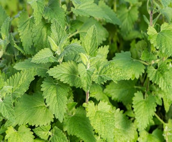 Wildes Katzenminze (Nepeta cataria)