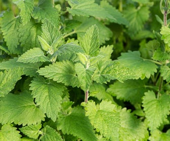 Wildes Katzenminze (Nepeta cataria)