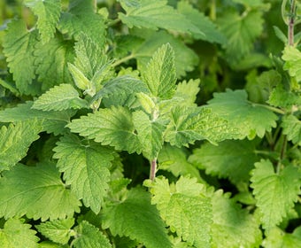 Wildes Katzenminze (Nepeta cataria)