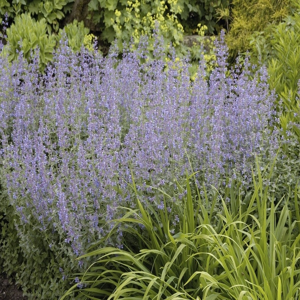 Katzenminze (Nepeta faassenii)