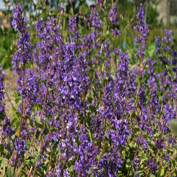 Katzenminze (Nepeta 'Kit Cat')