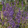 Katzenminze (Nepeta 'Kit Cat')