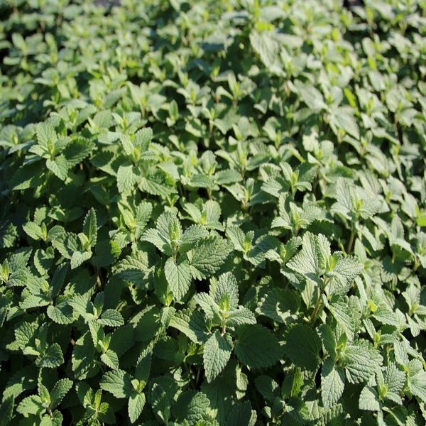 Katzenminze (Nepeta racemosa 'Blue Wonder')
