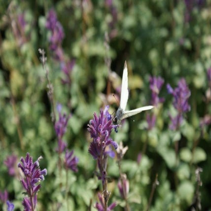Katzenminze (Nepeta racemosa 'Grog')