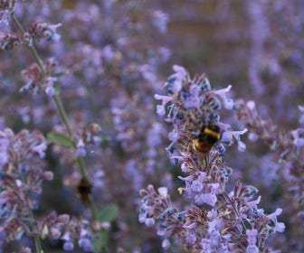 Katzenminze (Nepeta 'Senior')