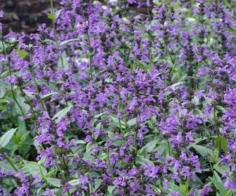 Katzenminze (Nepeta sibirica 'Souvenir d'Andre Chaudron')