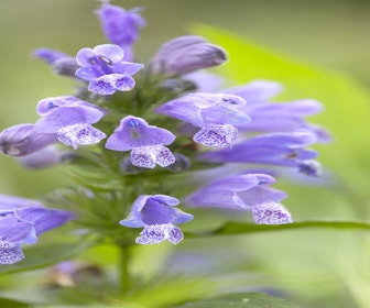 Katzenminze (Nepeta subsessilis)