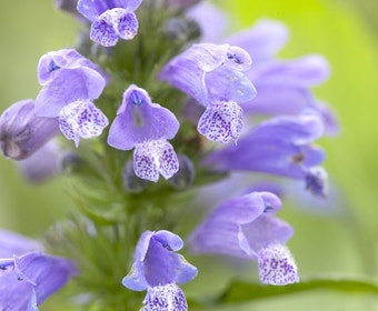 Katzenminze (Nepeta subsessilis)