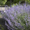 Katzenminze (Nepeta 'Walker's Low') BIO