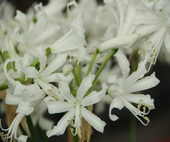Klippenlilie (Nerine bowdenii 'Bianca Perla')