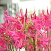Kap-Lilien (Nerine bowdenii 'Isabel')