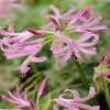 Klippenlilie (Nerine bowdenii)