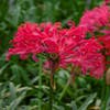 Kap-Lilie (Nerine bowdenii 'Pearls of Cherry')