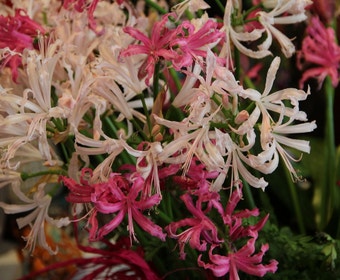 Klippenlilie (Nerine bowdenii -Breeders Blend)