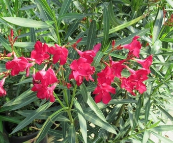 Rote Oleander (Nerium oleander)