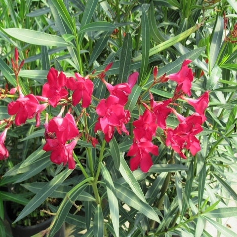 Nerium oleander bloemen