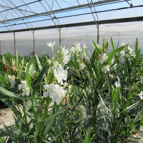 Nerium oleander - Wit bloeiende Oleander
