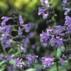 Katzenminze (Nepeta sibirica)