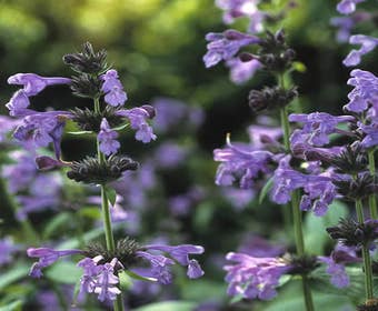 Katzenminze (Nepeta sibirica)