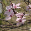 Rote Kirschpflaume auf Stamm (Prunus cerasifera 'Nigra')