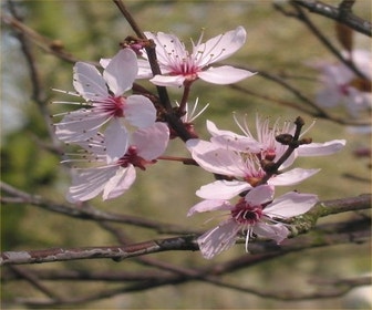 Rote Kirschpflaume auf Stamm (Prunus cerasifera 'Nigra')