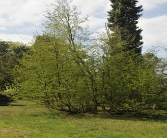 Scheinbuche (Nothofagus antarctica)