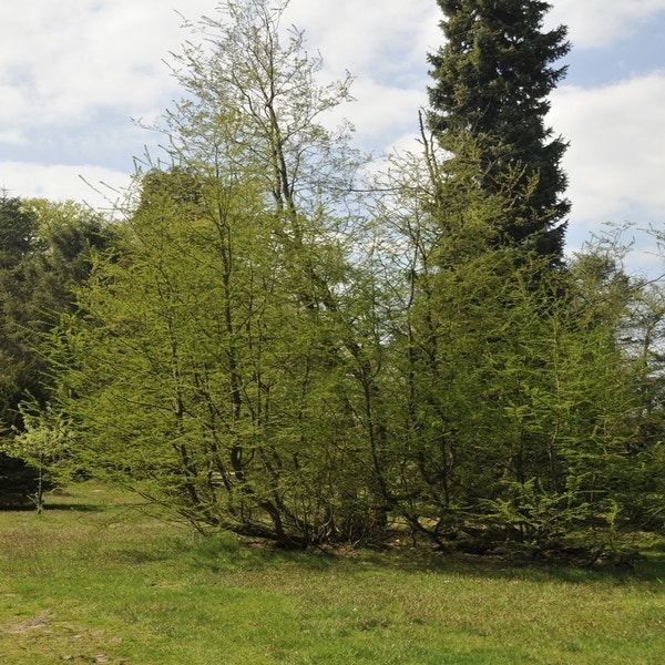 Scheinbuche (Nothofagus antarctica)