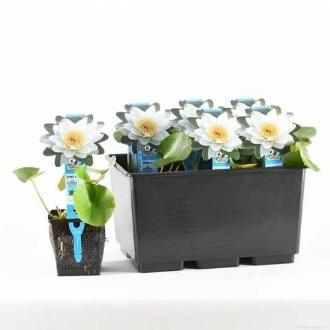 Nymphaea 'Gladstoniana' is een rijk bloeiende waterlelie met witte, stervormige bloemen, van jun tot september. Het blad  loopt rood uit en wordt vervolgens langzaam groen. Waterlelies staan graag op een zonnige plek.